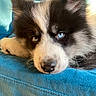 Blue participe au concours pour gagner de l'argent avec cette photo : puppy, dog, husky, blue_eyes, close_up, fluffy, pet, animal, cute, lying_down, face, fur, indoors, resting, paw, young_dog, canine, adorable, portrait, blue_fabric