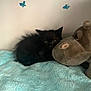 Urion a rejoint le concours — aidez-le/la à gagner de superbes lots ! kitten, black_cat, stuffed_animal, hippopotamus, blue_blanket, wall_decals, butterfly, indoor, pet, cozy, animal, soft_toy, cute, furry, resting, small, fur, lying_down, toy, quiet