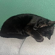 Urion participe au concours pour gagner de l'argent avec cette photo : cat, black_cat, sleeping, couch, furniture, indoor, paw, resting, fur, pet, cozy, relaxed, animal, domestic_cat, curled_up, nap, whiskers, ear, green_wall, textured_surface