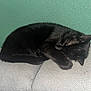 cat, black_cat, sleeping, couch, furniture, indoor, paw, resting, fur, pet, cozy, relaxed, animal, domestic_cat, curled_up, nap, whiskers, ear, green_wall, textured_surface