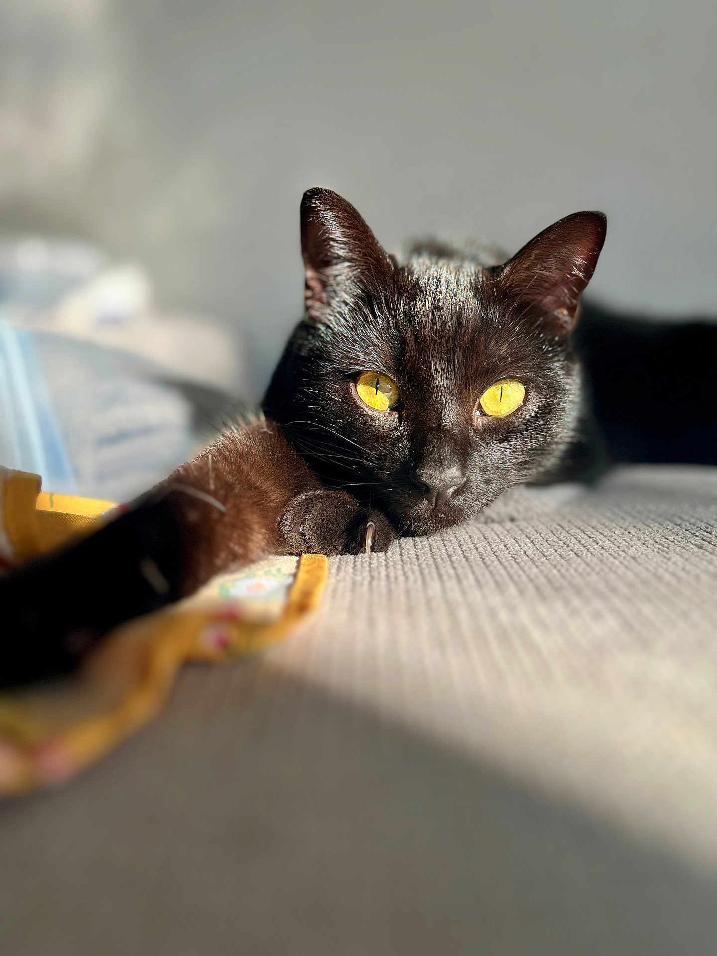 Urion participe au concours pour gagner de l'argent avec cette photo : cat, black_cat, animal, pet, feline, lying_down, close_up, yellow_eyes, sunlight, indoor, relaxing, stretching, fur, whiskers, soft_light, texture, cozy, home, focus, portrait