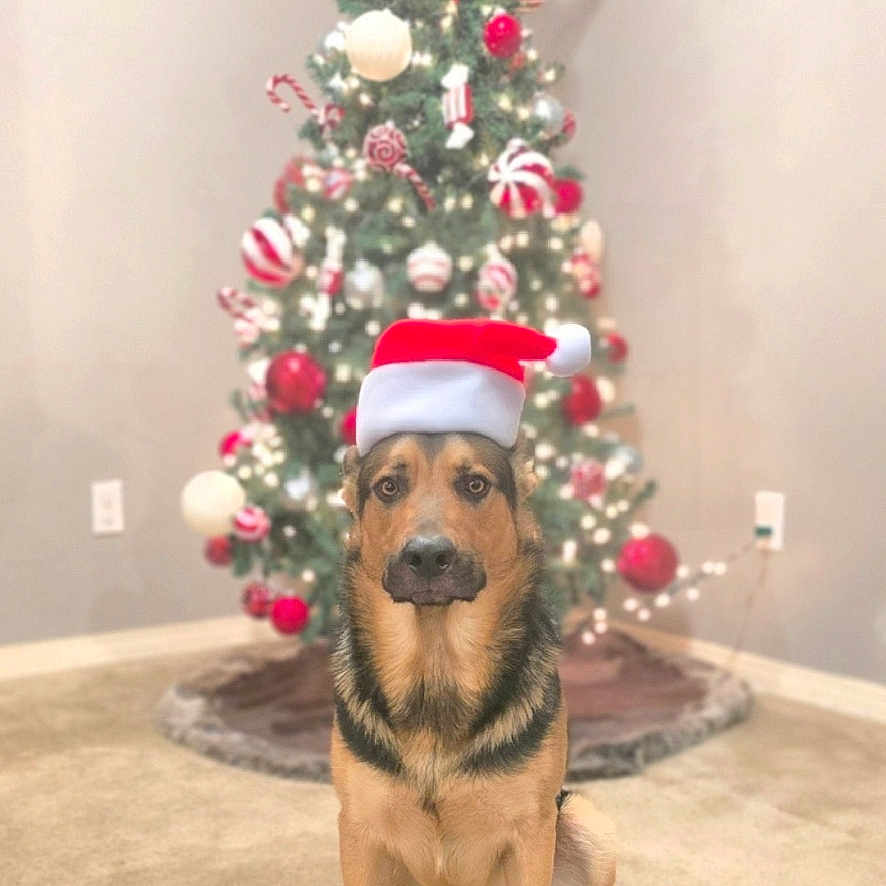 Zeus joined the competition — help win amazing prizes! animal, carpet, celebration, christmas, christmas_tree, cute, decorations, dog, festive, german_shepherd, holiday, indoor, lights, ornaments, pet, red, santa_hat, sitting, tree_skirt, white
