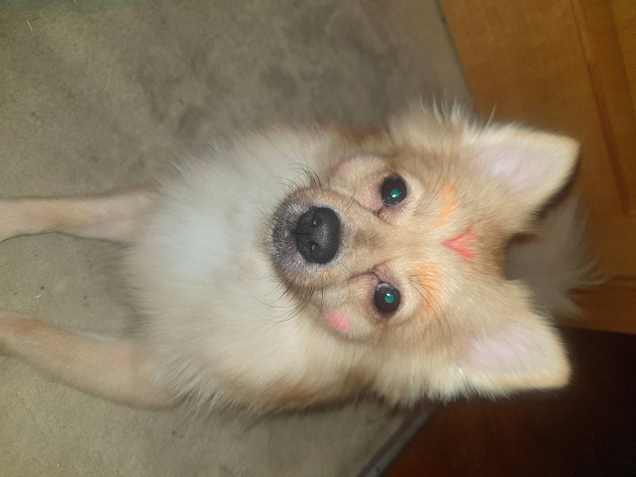 Memi joined the competition — help win amazing prizes! canidae, carnivore, claw, companion_dog, dog, dog_breed, fawn, felidae, fur, non_sporting_group, paw, small_to_medium_sized_cats, snout, sporting_group, terrestrial_animal, volpino_italiano, whiskers, working_animal