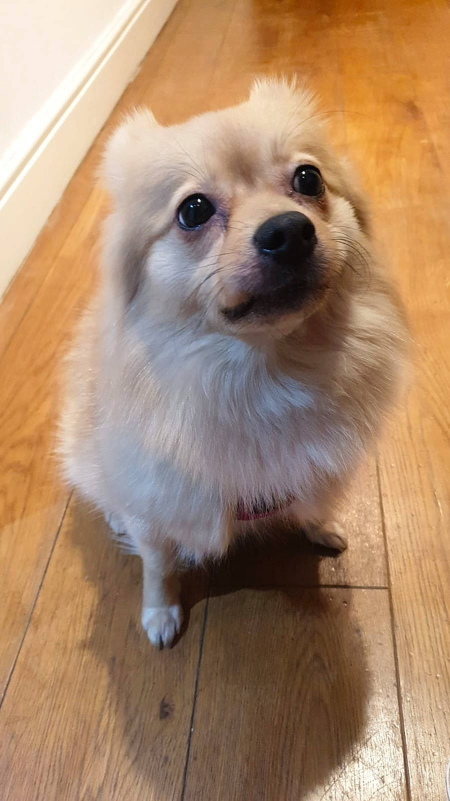 Mini joined the competition — help win amazing prizes! carnivore, companion_dog, dog, dog_breed, flooring, fur, german_spitz, german_spitz_klein, hardwood, laminate_flooring, plank, snout, spitz, toy_dog, varnish, whiskers, wood, wood_flooring, wood_stain, working_animal