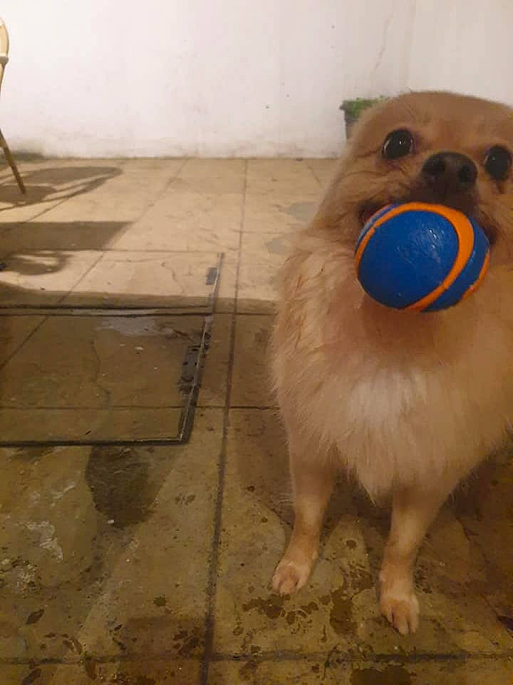 Mini joined the competition — help win amazing prizes! bear, canidae, carnivore, companion_dog, dog_breed, fawn, floor, flooring, fur, hamster, happy, hardwood, plush, rodent, smile, snout, sporting_group, stuffed_toy, whiskers, wood