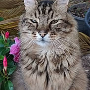 Dakho a rejoint le concours — aidez-le/la à gagner de superbes lots ! cat, tabby, fluffy, animal, pet, whiskers, flower, pink_flower, green_leaves, outdoor, garden, plant_pot, nature, closeup, feline, fur, portrait, expression, sitting, eyes