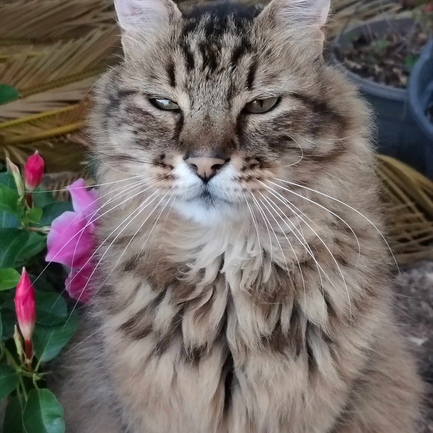 Dakho a rejoint le concours — aidez-le/la à gagner de superbes lots ! cat, tabby, fluffy, animal, pet, whiskers, flower, pink_flower, green_leaves, outdoor, garden, plant_pot, nature, closeup, feline, fur, portrait, expression, sitting, eyes