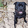 dog, black_dog, smiling, leash, rocks, stone_steps, outdoor, nature, path, greenery, leaves, pet, animal, happy, canine, tongue_out, sitting, collar, daylight, forest