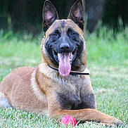Fenrir a rejoint le concours — aidez-le/la à gagner de superbes lots ! dog, belgian_malinois, panting, tongue_out, grass, ball, pet, outdoor, animal, lying_down, happy, playful, collar, canine, nature, sunny, daytime, muzzle, ears, fur