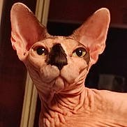 Pona participe au concours pour gagner de l'argent avec cette photo : animal, cat, close_up, curious, dark_background, face, feline, green_eyes, hairless, indoor, large_ears, looking, night, pet, portrait, sphynx_cat, unique, warm_lighting, window, wrinkled_skin
