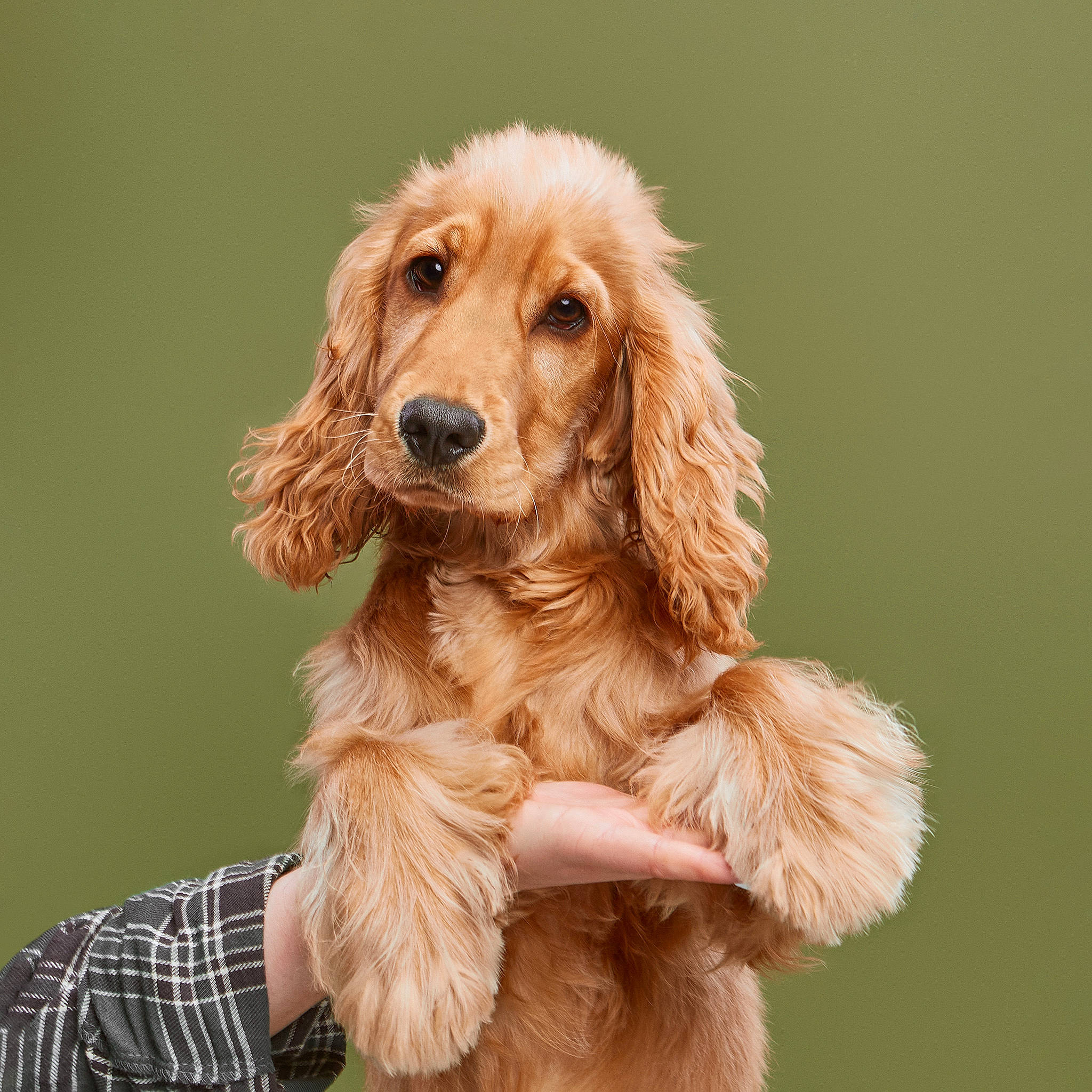 Jupiter is registered to the contest to win money with this photo: canidae, carnivore, companion_dog, dog, dog_breed, event, fawn, fur, gun_dog, liver, plaid, snout, sporting_group, tartan, working_animal