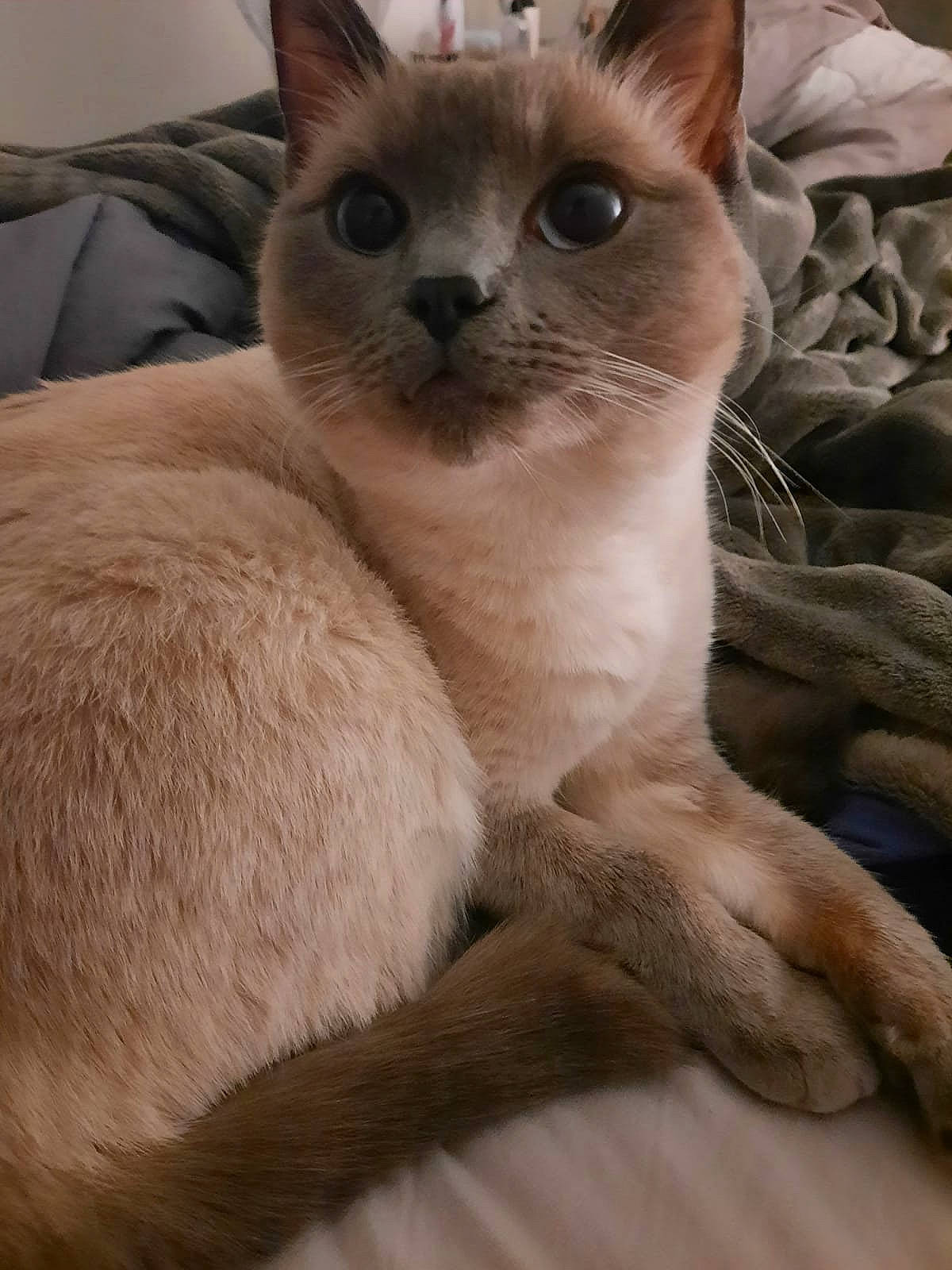 Astra joined the competition — help win amazing prizes! birman, carnivore, cat, comfort, domestic_short_haired_cat, eye, fawn, felidae, fur, siamese, small_to_medium_sized_cats, snout, terrestrial_animal, whiskers, wildlife, window