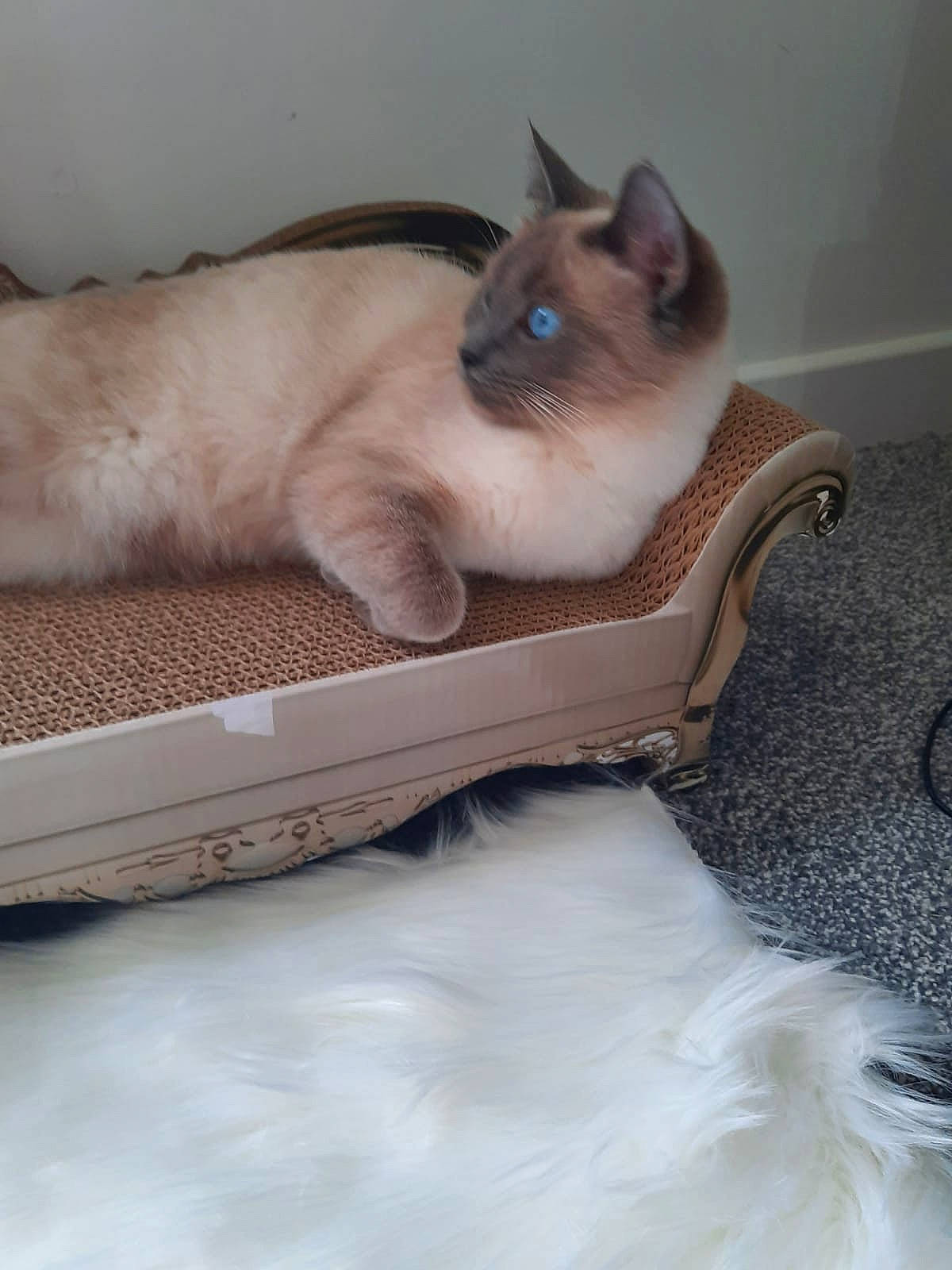 Astra is registered to the contest to win money with this photo: balinese, birman, box, carnivore, cat, comfort, domestic_short_haired_cat, fawn, felidae, flooring, fur, hardwood, paw, pet_supply, siamese, small_to_medium_sized_cats, snout, tail, thai, whiskers