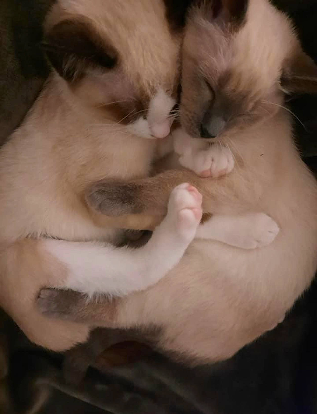 Astra joined the competition — help win amazing prizes! balinese, carnivore, cat, claw, comfort, domestic_short_haired_cat, fawn, felidae, fur, gesture, nail, nap, paw, sleep, small_to_medium_sized_cats, snout, tail, thai, tonkinese, whiskers