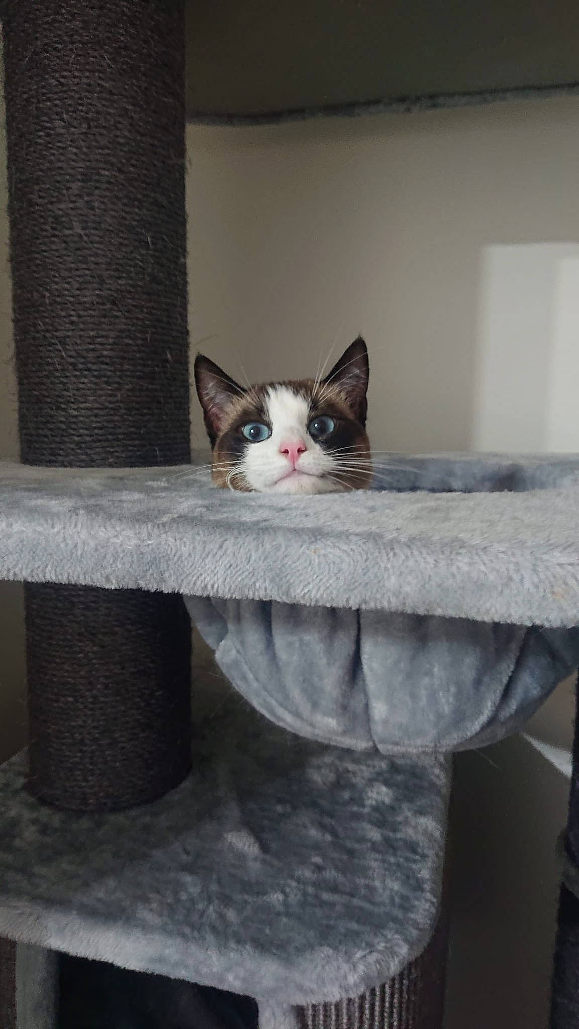 Cosmo is registered to the contest to win money with this photo: box, carnivore, cat, concrete, domestic_short_haired_cat, felidae, formal_wear, fur, grey, hardwood, room, sitting, small_to_medium_sized_cats, table, tail, whiskers, window, wood