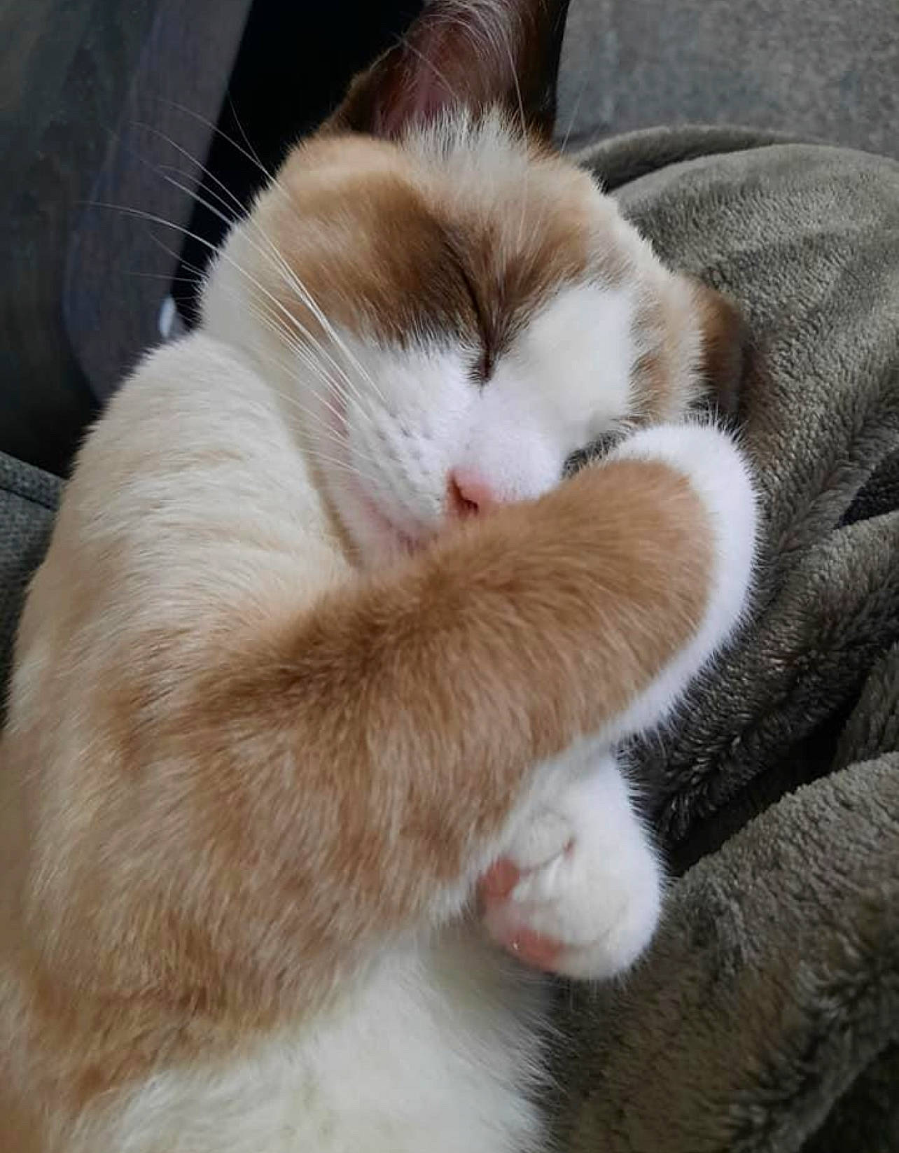 Cosmo joined the competition — help win amazing prizes! carnivore, cat, claw, comfort, domestic_short_haired_cat, fawn, felidae, fur, nap, paw, sleep, small_to_medium_sized_cats, snout, tail, terrestrial_animal, whiskers