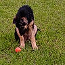 Sully is registered to the contest to win money with this photo: puppy, dog, german_shepherd, grass, ball, outdoor, pet, animal, young, playful, sitting, fur, nature, field, canine, cute, alert, toy, green, summer