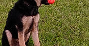 Sully is registered to the contest to win money with this photo: dog, puppy, german_shepherd, grass, ball, pet, outdoor, animal, playing, canine, young_dog, sitting, nature, greenery, fun, mouth, side_view, ears_up, alert, daytime