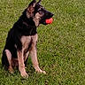 dog, puppy, german_shepherd, grass, ball, pet, outdoor, animal, playing, canine, young_dog, sitting, nature, greenery, fun, mouth, side_view, ears_up, alert, daytime