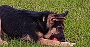 Sully is registered to the contest to win money with this photo: animal, canine, chewing, collar, daylight, dog, fur, german_shepherd, grass, greenery, mammal, nature, outdoor, pet, playful, puppy, resting, side_view, toy, young