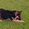 Sully is registered to the contest to win money with this photo: dog, puppy, german_shepherd, grass, outdoor, pet, animal, chewing, toy, playful, young, collar, nature, canine, mammal, fur, side_view, greenery, daylight, resting