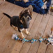 Sully is registered to the contest to win money with this photo: puppy, german_shepherd, dog, pet, rope_toy, wooden_floor, dog_crate, blanket, ear_flop, looking_up, indoor, floor, animal, canine, young_dog, playful, domestic, foot, home, crate