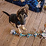 puppy, german_shepherd, dog, pet, rope_toy, wooden_floor, dog_crate, blanket, ear_flop, looking_up, indoor, floor, animal, canine, young_dog, playful, domestic, foot, home, crate