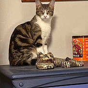 Nala joined the competition — help win amazing prizes! cat, tabby, furniture, figurine, orange_container, indoor, pet, animal, curious, sitting, striped, decor, blue_furniture, wall, framed_picture, domestic, cute, eyes, portrait, still_life