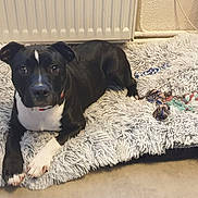 Adams a rejoint le concours — aidez-le/la à gagner de superbes lots ! dog, black_and_white, pet_bed, fluffy_bed, toy, rope_toy, ball, indoor, floor, radiator, curious, lying_down, canine, playful, cozy, domestic, animal, paw_print, looking_at_camera, relaxed