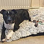 dog, black_and_white, pet_bed, fluffy_bed, toy, rope_toy, ball, indoor, floor, radiator, curious, lying_down, canine, playful, cozy, domestic, animal, paw_print, looking_at_camera, relaxed