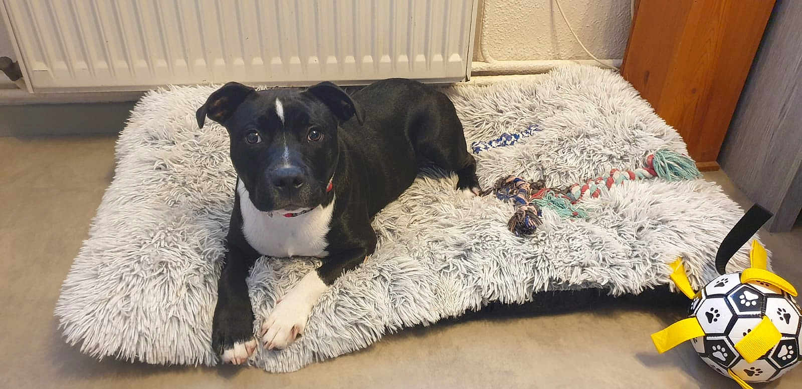 Adams a rejoint le concours — aidez-le/la à gagner de superbes lots ! dog, black_and_white, pet_bed, fluffy_bed, toy, rope_toy, ball, indoor, floor, radiator, curious, lying_down, canine, playful, cozy, domestic, animal, paw_print, looking_at_camera, relaxed