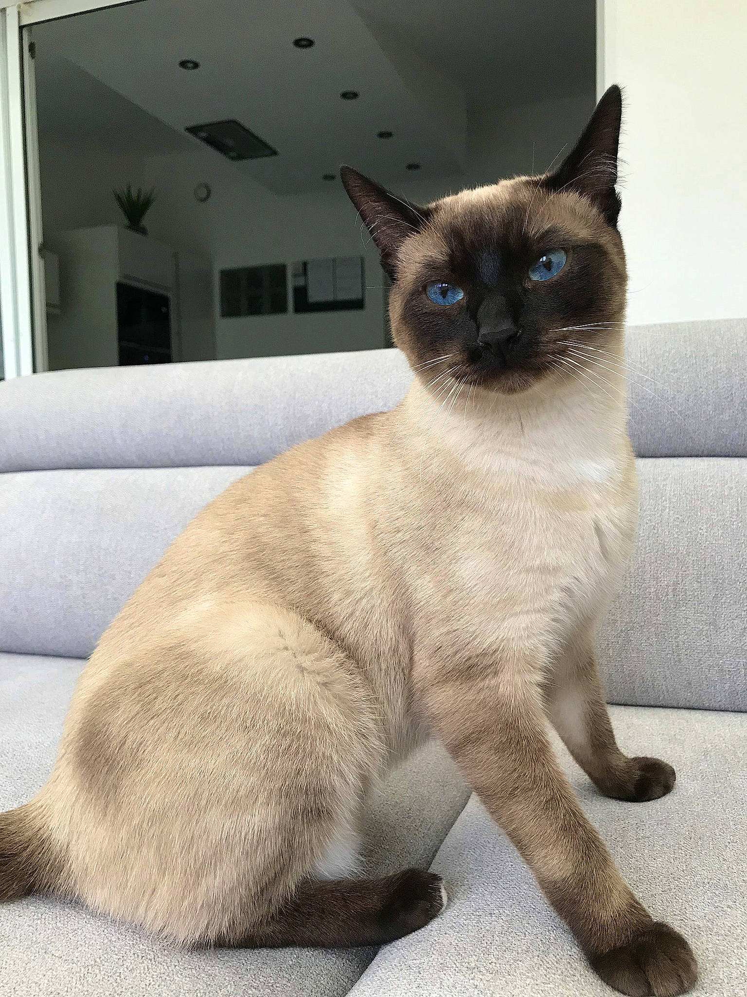 Bounty participe au concours pour gagner de l'argent avec cette photo : carnivore, cat, electric_blue, fawn, felidae, fixture, foot, fur, iris, paw, siamese, small_to_medium_sized_cats, snout, tail, terrestrial_animal, whiskers, window