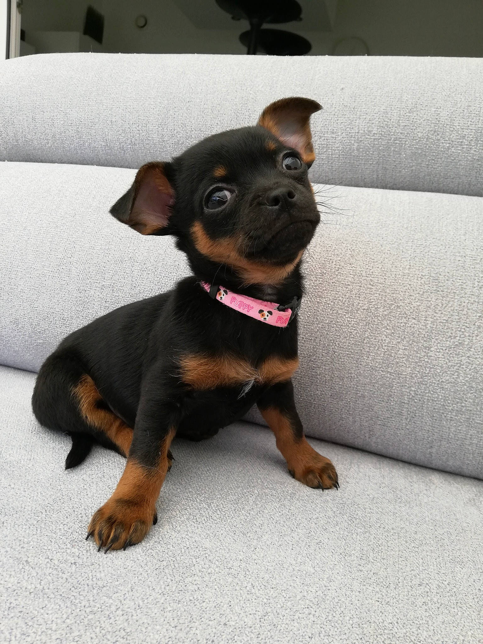 Mia a rejoint le concours — aidez-le/la à gagner de superbes lots ! canidae, carnivore, companion_dog, dog, dog_breed, eye, fawn, foot, guard_dog, paw, rottweiler, snout, sporting_group, toy_dog, working_animal, working_dog