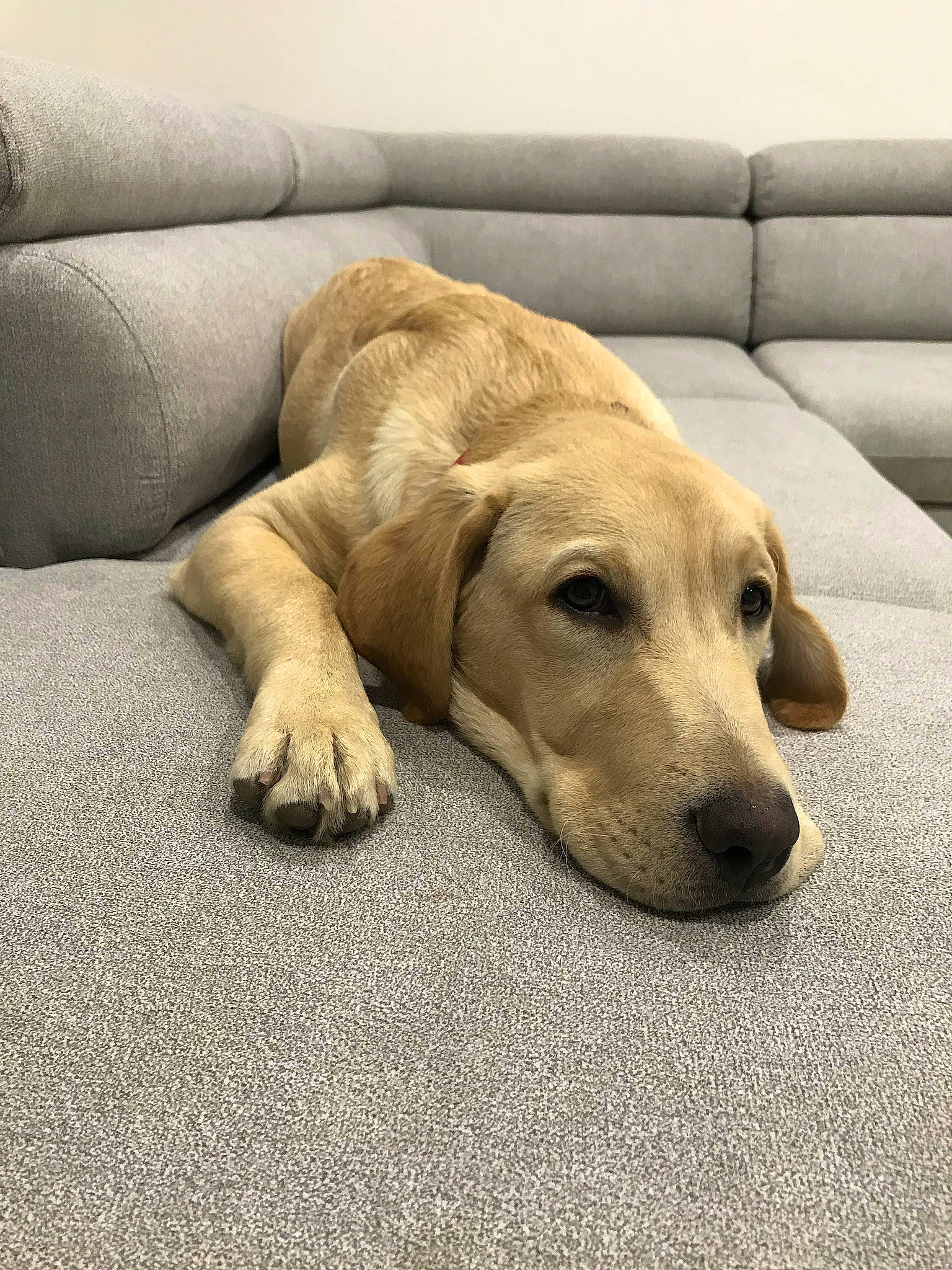 Falco participe au concours pour gagner de l'argent avec cette photo : bored, canidae, carnivore, comfort, companion_dog, couch, dog, dog_breed, fawn, flooring, fur, hardwood, paw, snout, sporting_group, tail, terrestrial_animal, whiskers, wood, working_animal