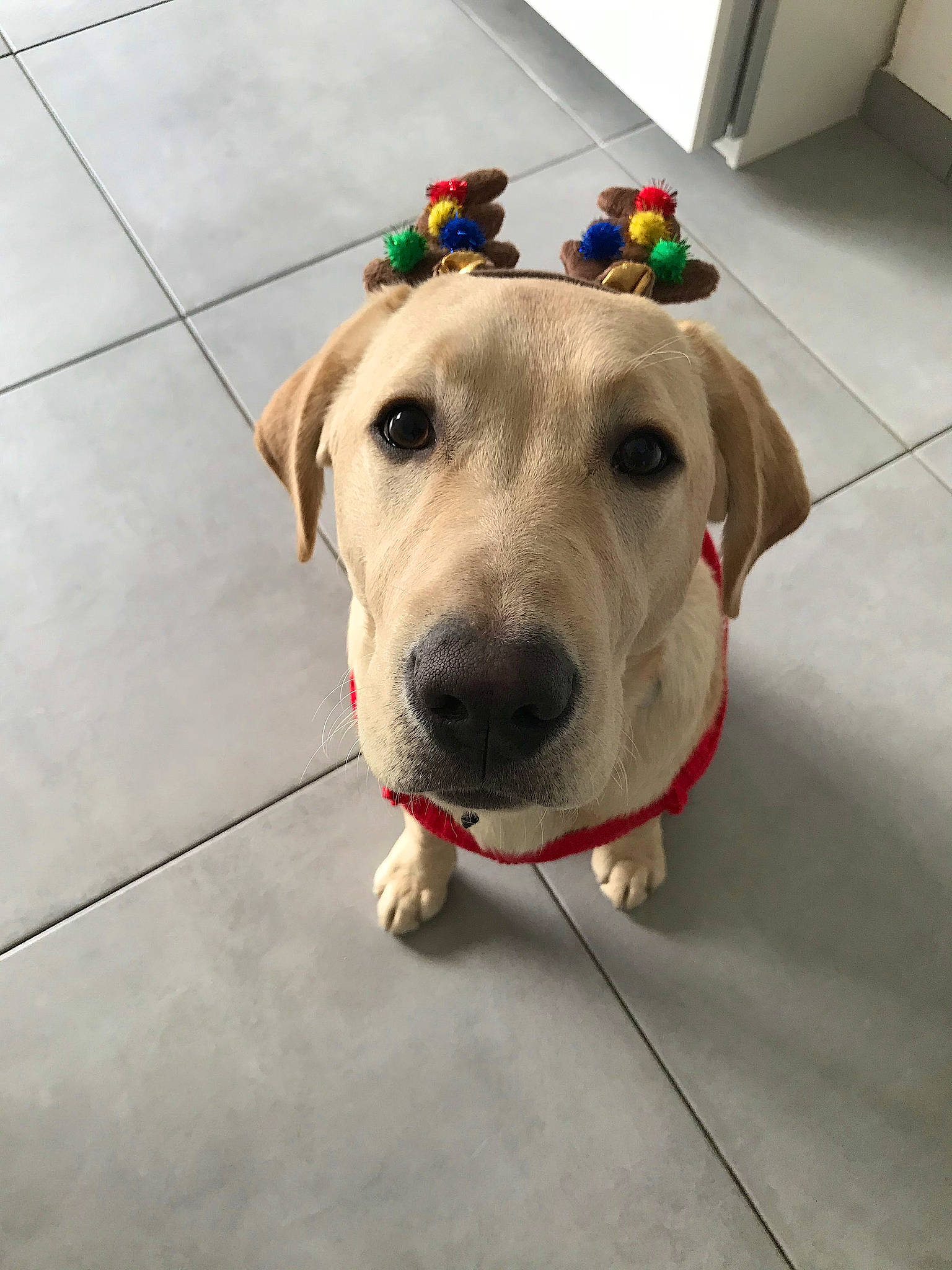 Falco a rejoint le concours — aidez-le/la à gagner de superbes lots ! canidae, carnivore, collar, companion_dog, concrete, dog, dog_breed, dog_clothes, dog_collar, dog_supply, fashion_accessory, fawn, flooring, fur, leash, personal_protective_equipment, pet_supply, tile_flooring, whiskers, working_animal