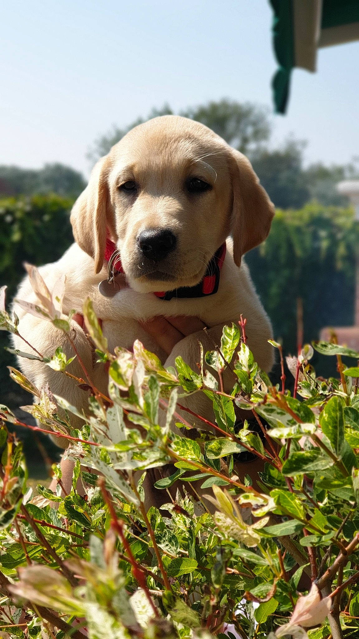 Falco a rejoint le concours — aidez-le/la à gagner de superbes lots ! canidae, carnivore, companion_dog, dog, dog_breed, dog_collar, dog_supply, fawn, grass, gun_dog, liver, pet_supply, plant, sky, snout, sporting_group, tennis_ball, tree, wildlife, working_animal