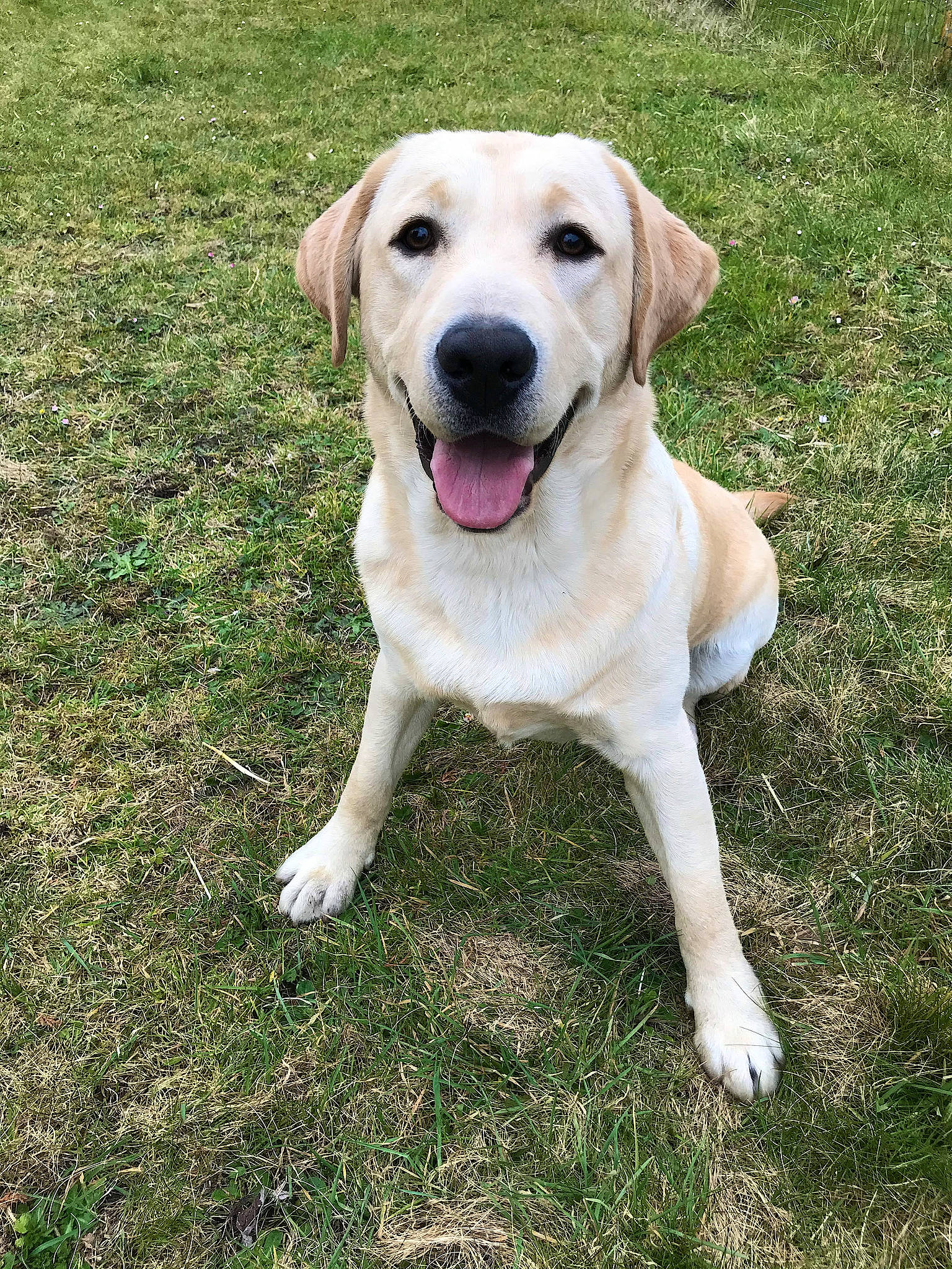 Falco a rejoint le concours — aidez-le/la à gagner de superbes lots ! canidae, carnivore, collar, companion_dog, dog, dog_breed, dog_collar, fawn, grass, gun_dog, labrador_retriever, paw, pet_supply, plant, snout, tail, terrestrial_animal, whiskers, wildlife, working_animal