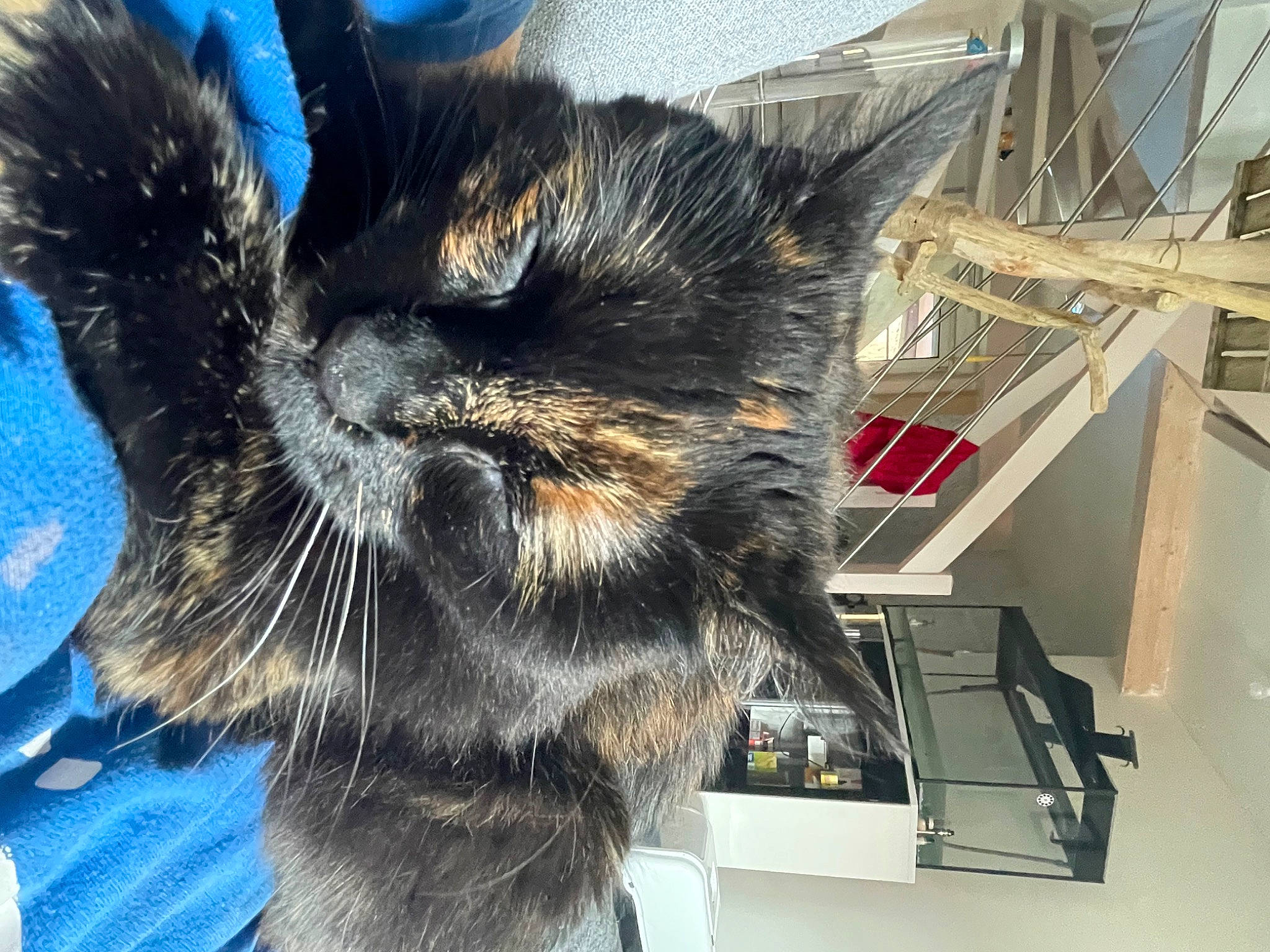 Chat participe au concours pour gagner de l'argent avec cette photo : black_cat, carnivore, cat, claw, domestic_short_haired_cat, ear, electric_blue, engineering, felidae, fur, machine, paw, small_to_medium_sized_cats, snout, tail, whiskers