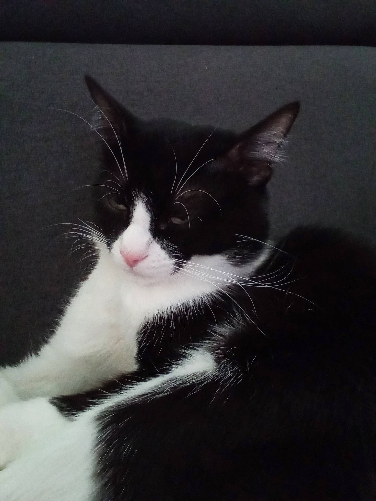 Ratatouille a rejoint le concours — aidez-le/la à gagner de superbes lots ! black_cat, carnivore, cat, cloud, comfort, domestic_short_haired_cat, felidae, fur, grey, love, monochrome_photography, paw, sky, small_to_medium_sized_cats, snout, tail, whiskers, window