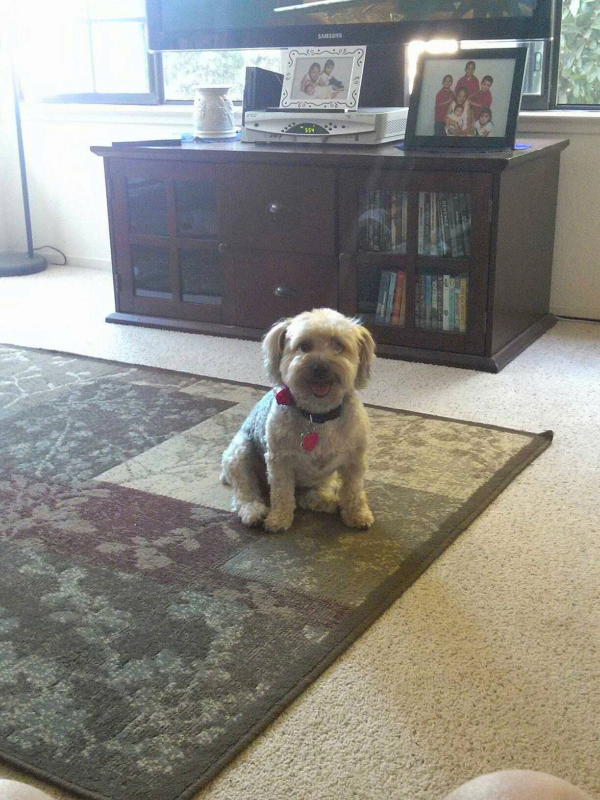 Lulu is registered to the contest to win money with this photo: bookcase, cabinetry, carnivore, chest_of_drawers, companion_dog, couch, dog, dog_breed, dog_supply, drawer, fawn, floor, flooring, hardwood, living_room, pet_supply, shelf, shelving, toy_dog, wood