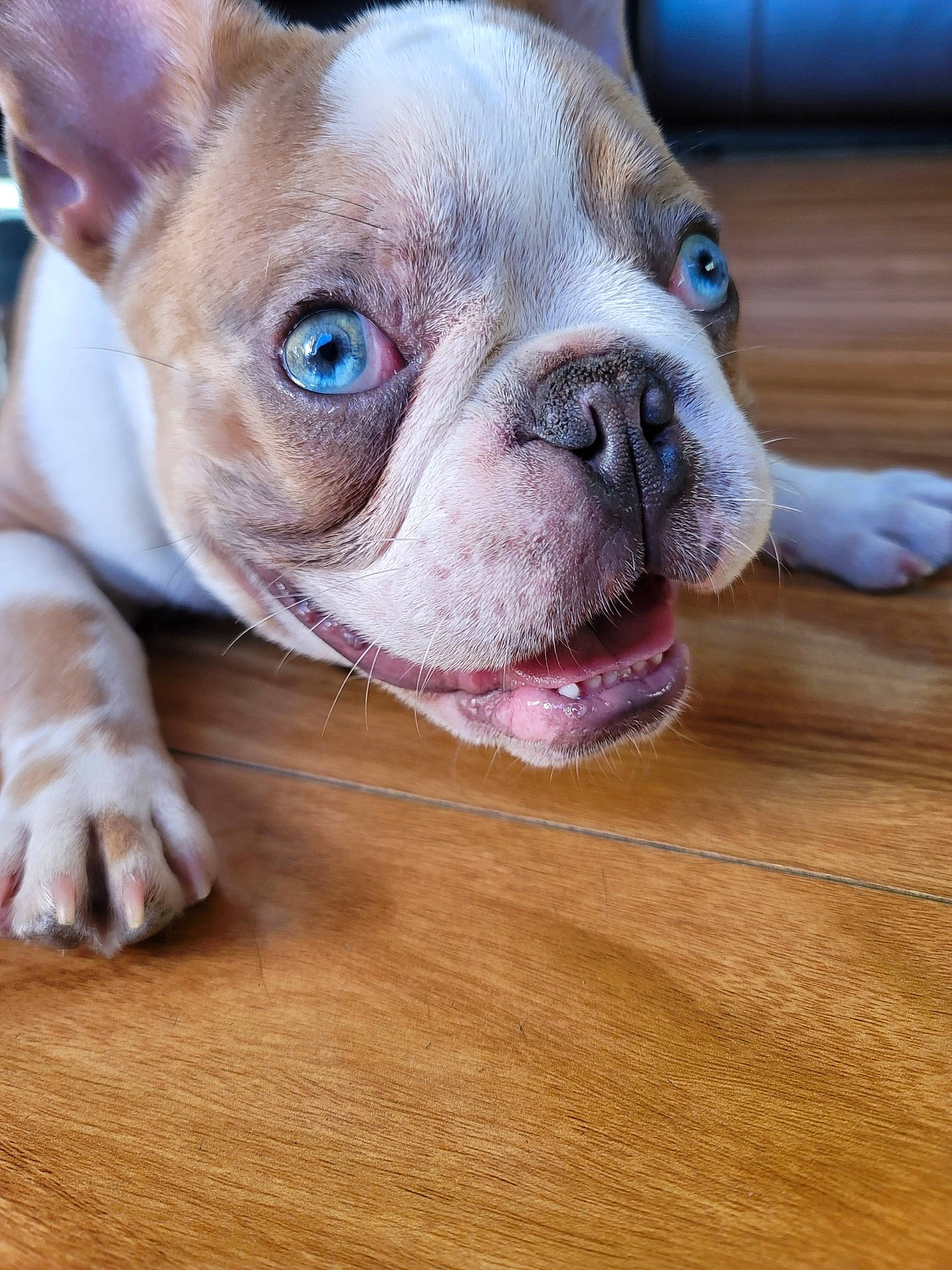 Tank joined the competition — help win amazing prizes! bulldog, canidae, carnivore, companion_dog, dog, dog_breed, ear, flooring, hardwood, laminate_flooring, snout, sporting_group, terrestrial_animal, toy_dog, whiskers, wood, wood_flooring, wood_stain, working_animal, wrinkle