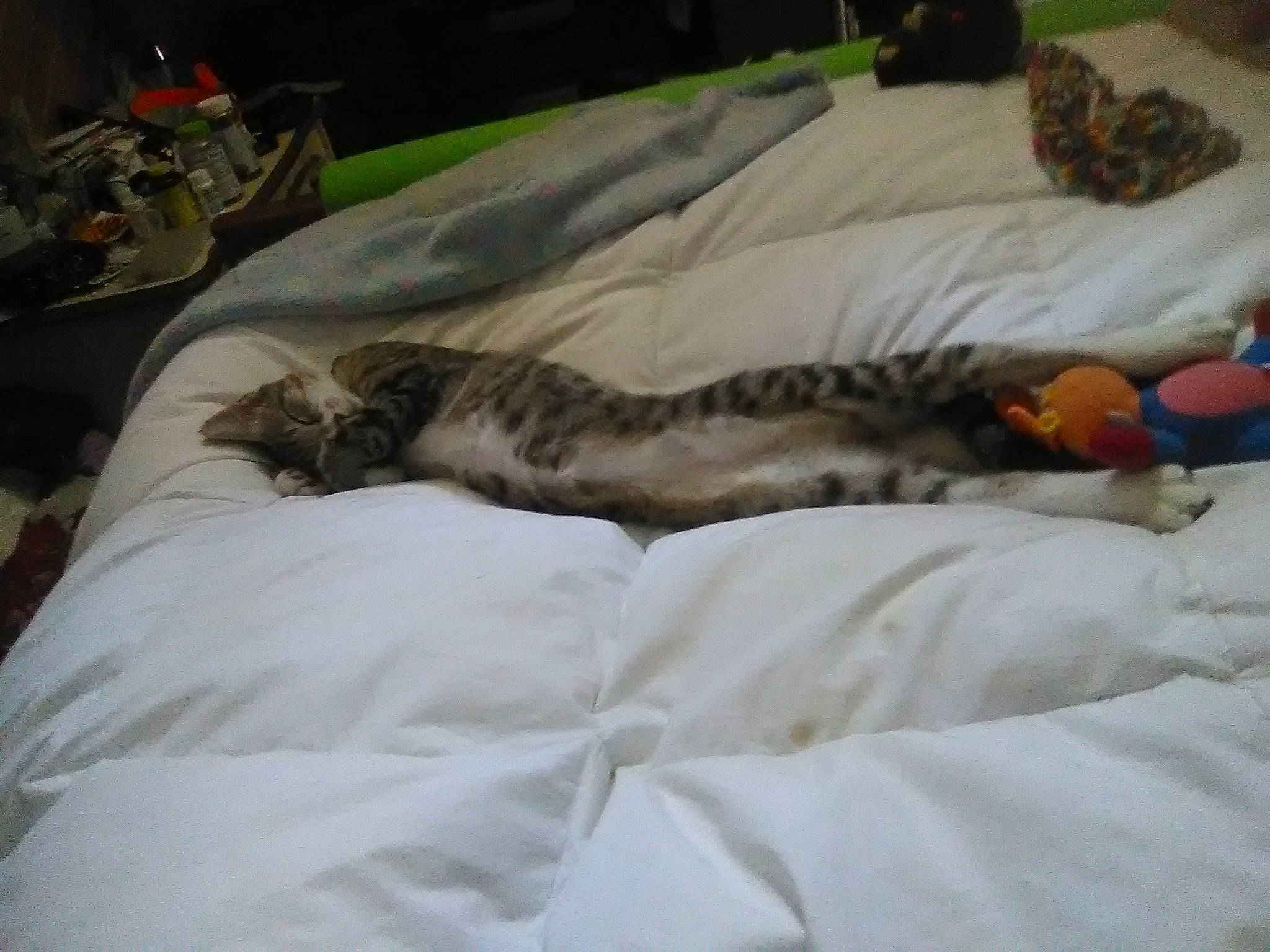 Tiglet joined the competition — help win amazing prizes! bed, carnivore, cat, european_shorthair, felidae, furniture, kitten, nap, sleep, small_to_medium_sized_cats, tail, whiskers