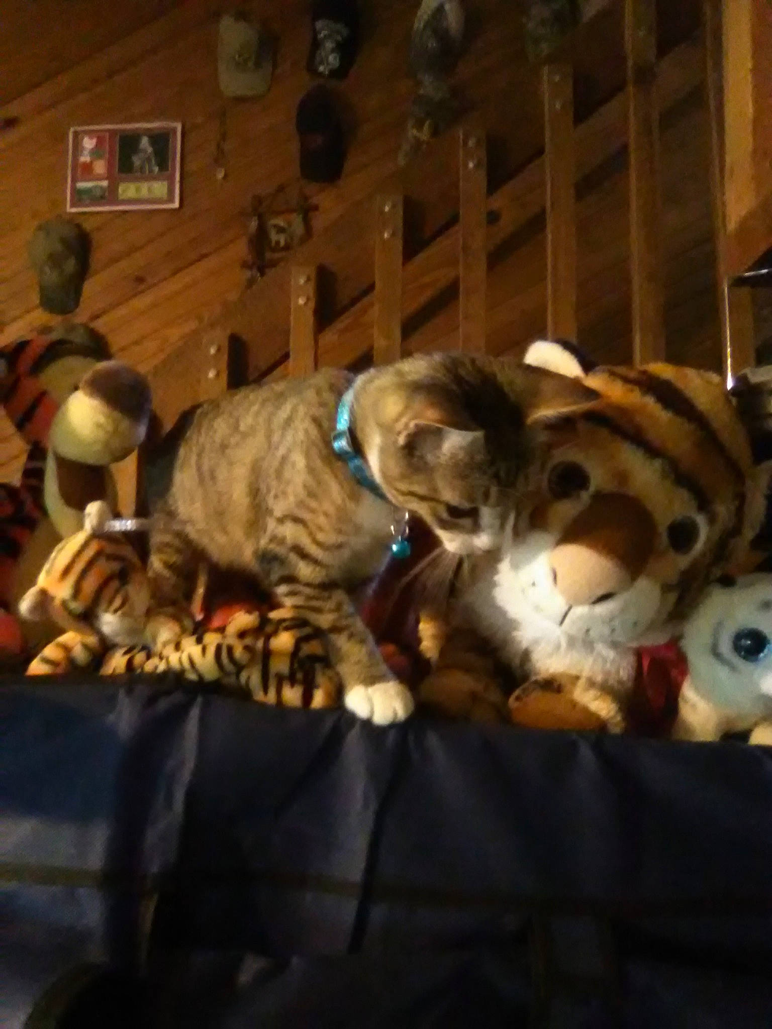 Tiglet joined the competition — help win amazing prizes! canidae, carnivore, cat, dog, dog_breed, non_sporting_group, puppy