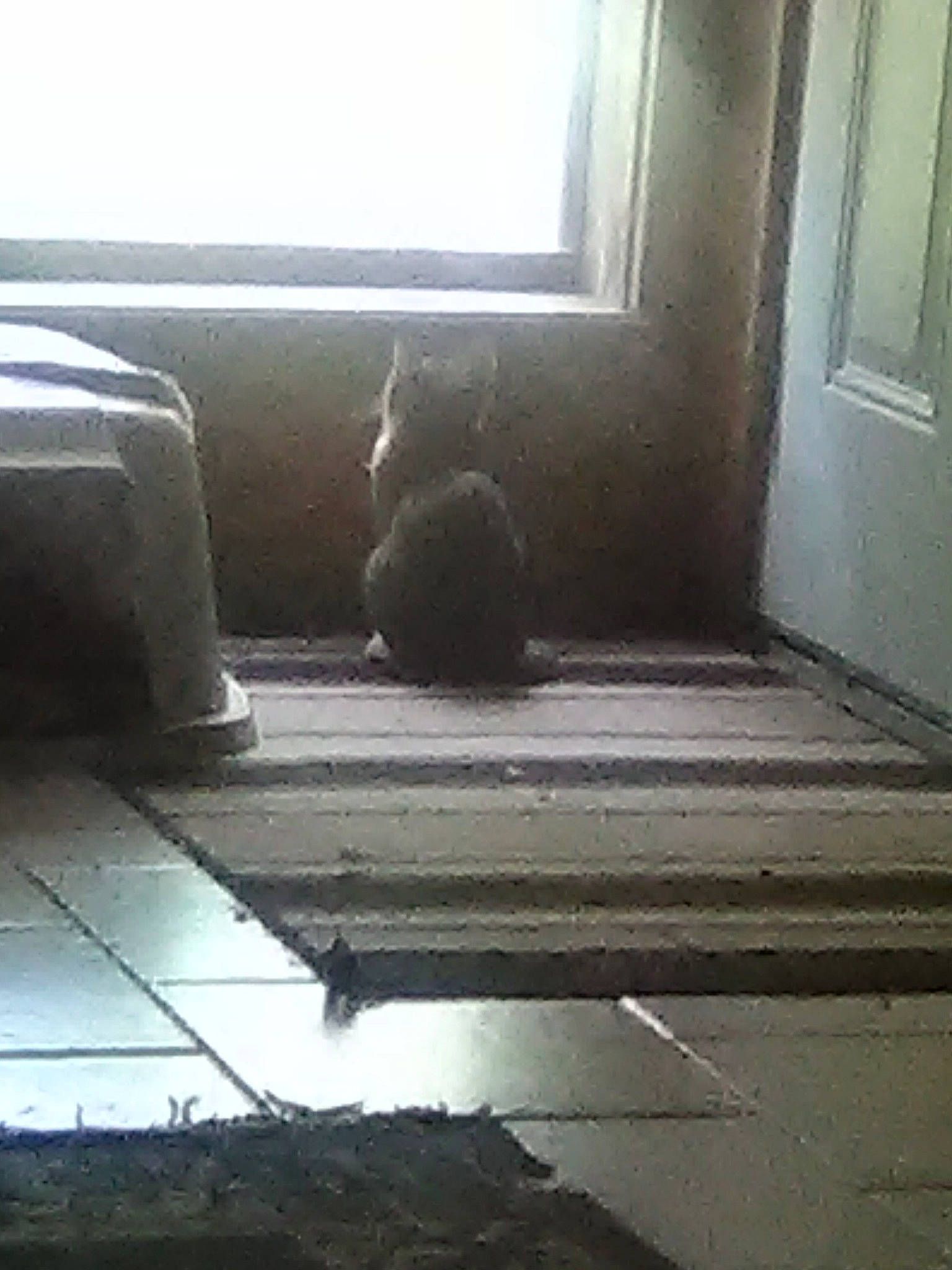 Tiglet joined the competition — help win amazing prizes! daylighting, floor, flooring, hardwood, room, window, wood