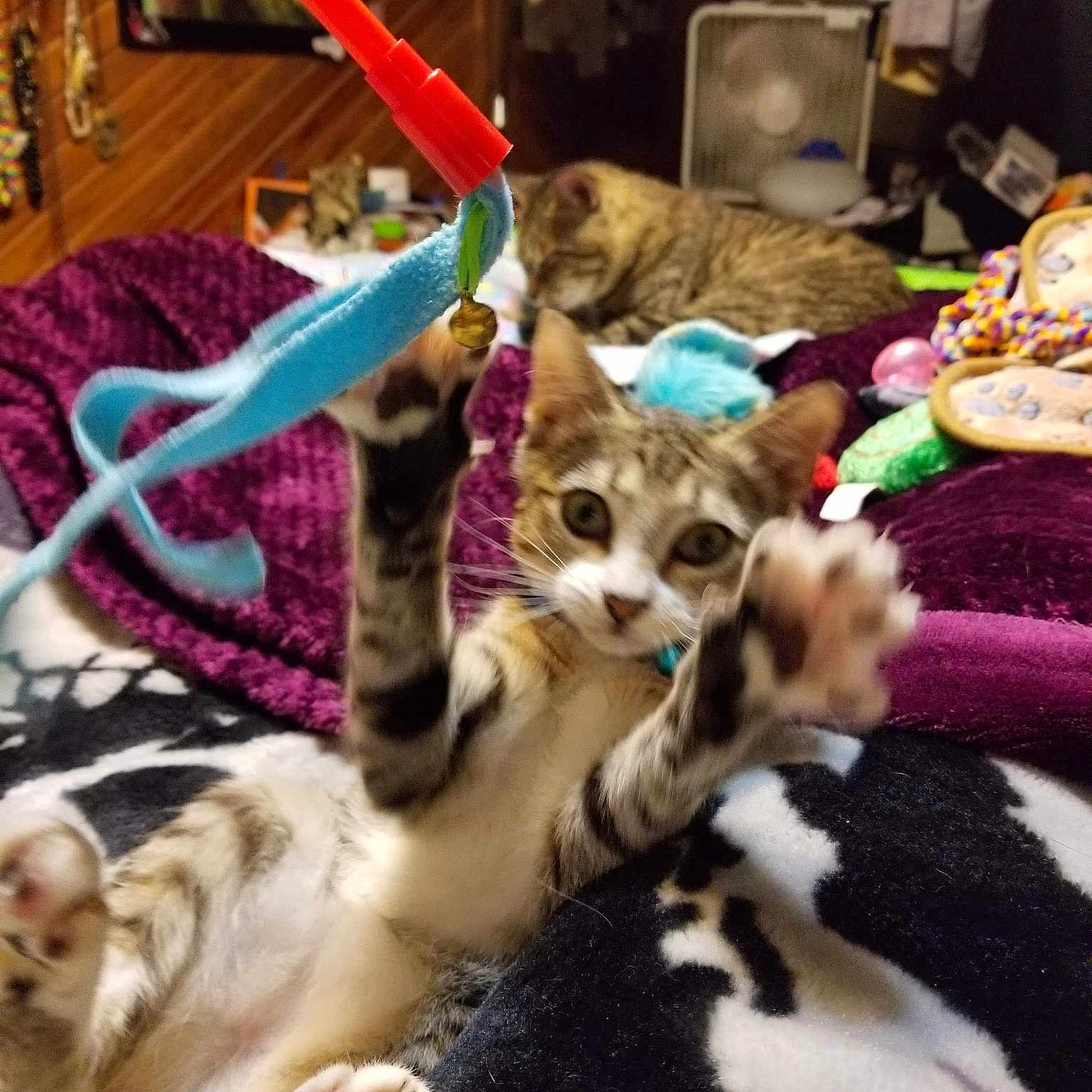 Tiglet