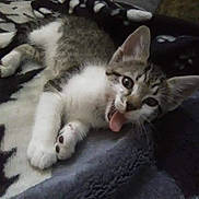 Wolfie is registered to the contest to win money with this photo: abyssinian, animal, bodypart, canine, cat, couch, cushion, dog, electronics, furniture, homedecor, husky, indoors, kitten, manx, mouth, person, pet, sleeping, tongue