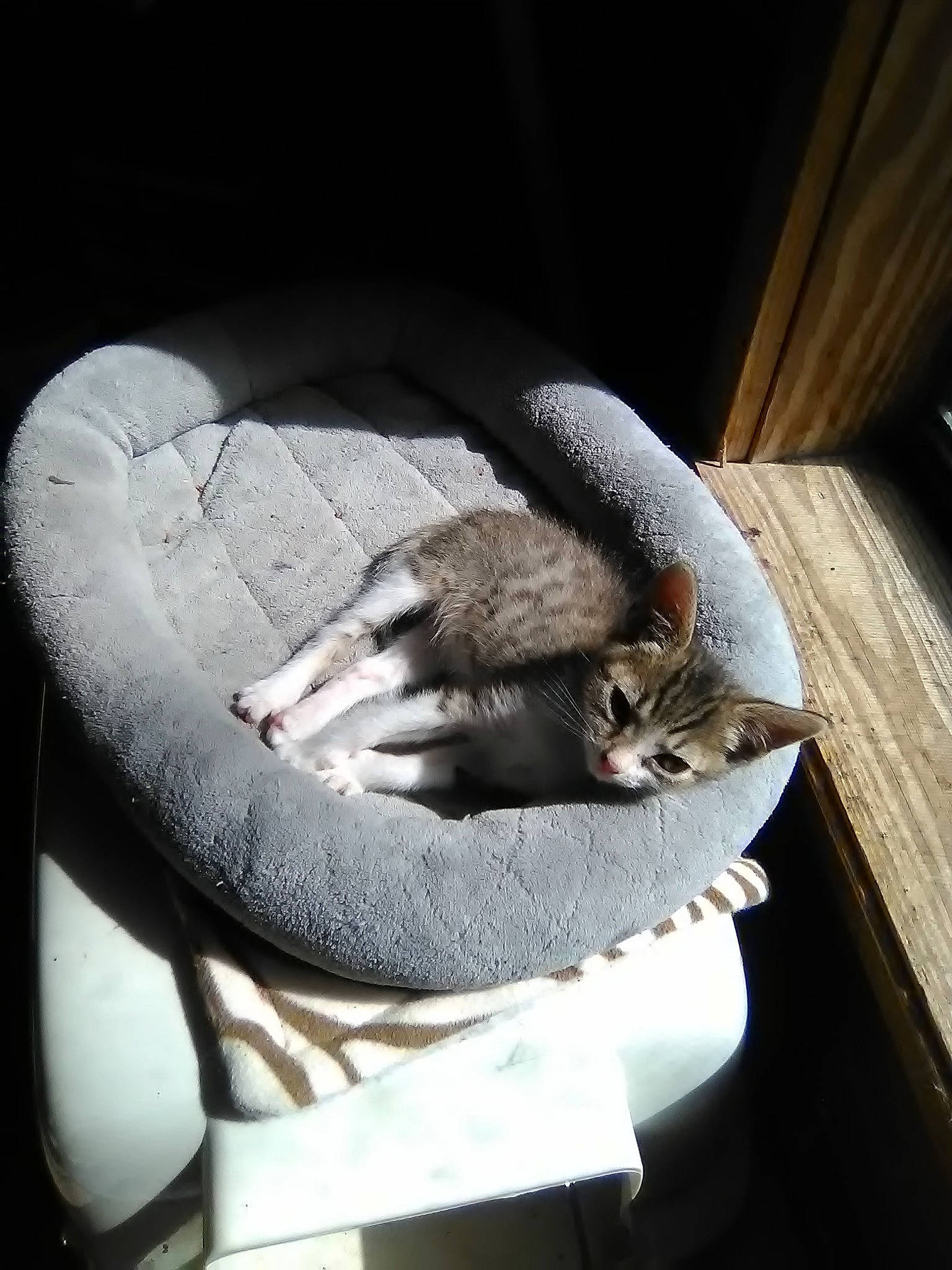 Mazikeen is registered to the contest to win money with this photo: carnivore, cat, felidae, kitten, small_to_medium_sized_cats, tail, whiskers