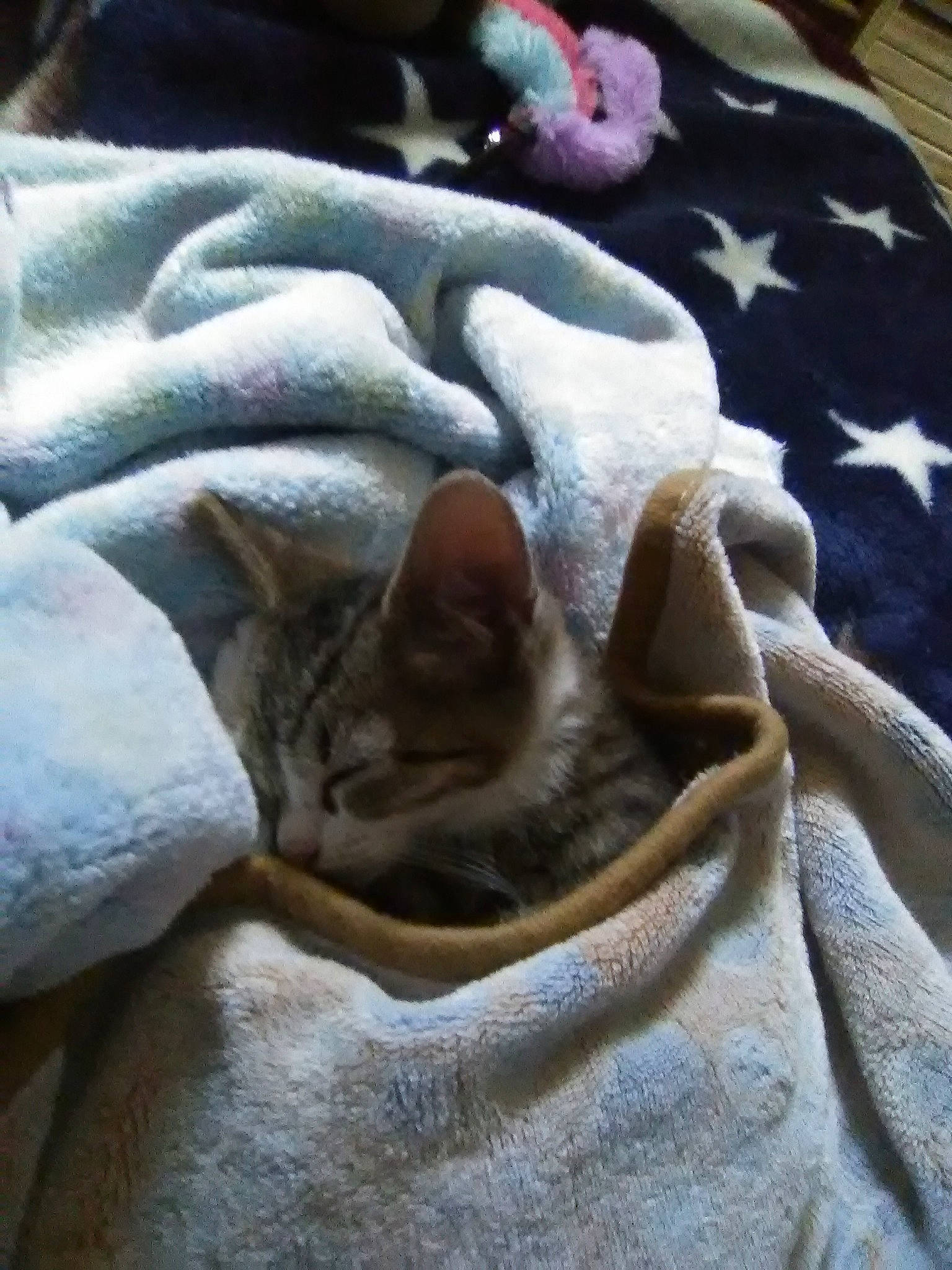 Mazikeen joined the competition — help win amazing prizes! blanket, carnivore, cat, cat_bed, comfort, fawn, felidae, kitten, nap, paw, russian_blue, singapura, small_to_medium_sized_cats, snout, whiskers