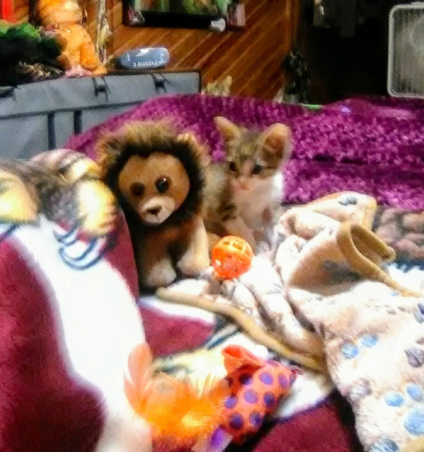 Mazikeen is registered to the contest to win money with this photo: canidae, carnivore, companion_dog, dog_breed, fur, puppy