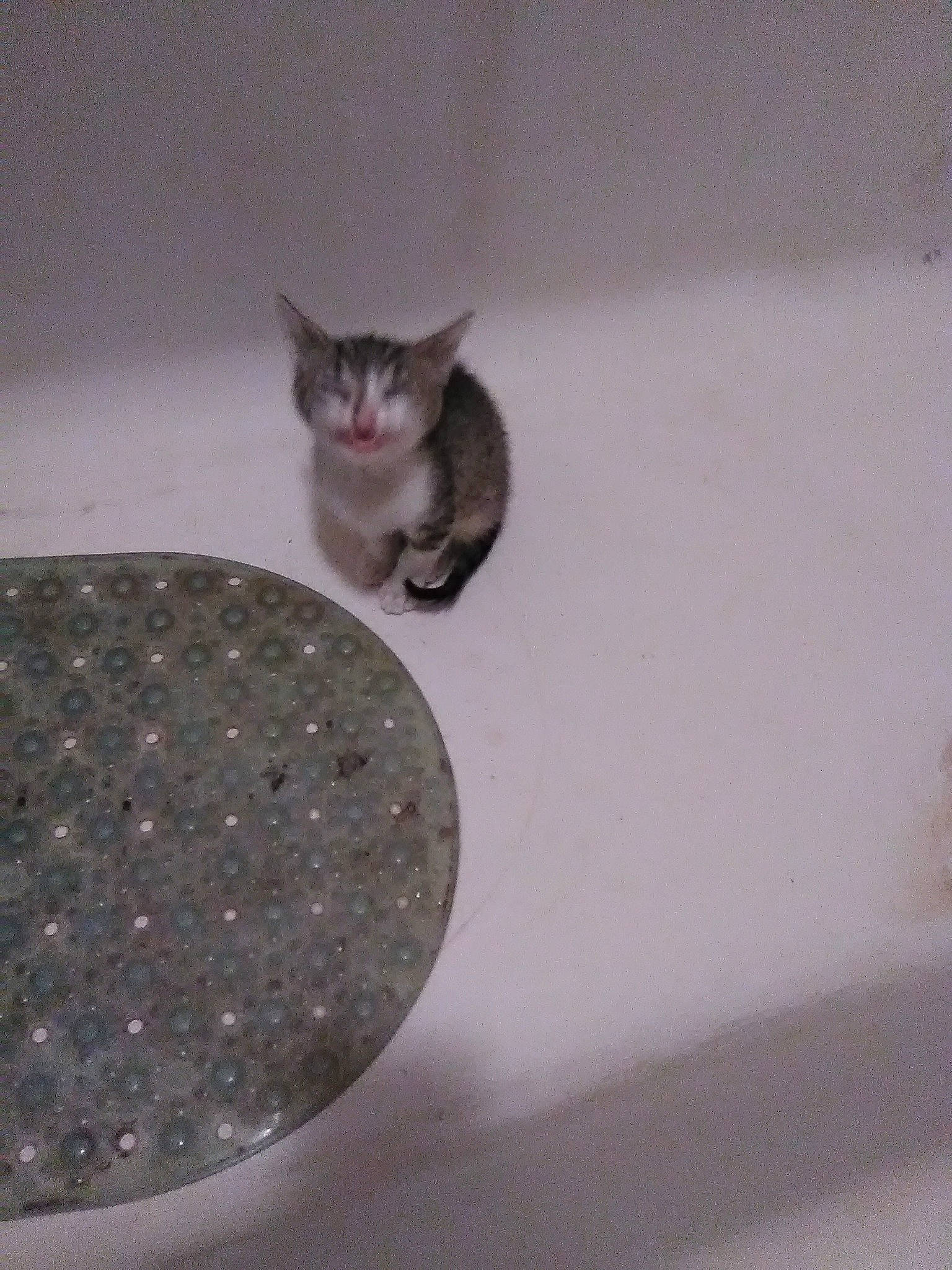 Mazikeen joined the competition — help win amazing prizes! carnivore, cat, domestic_short_haired_cat, european_shorthair, fawn, felidae, german_rex, kitten, ojos_azules, small_to_medium_sized_cats, tail, whiskers